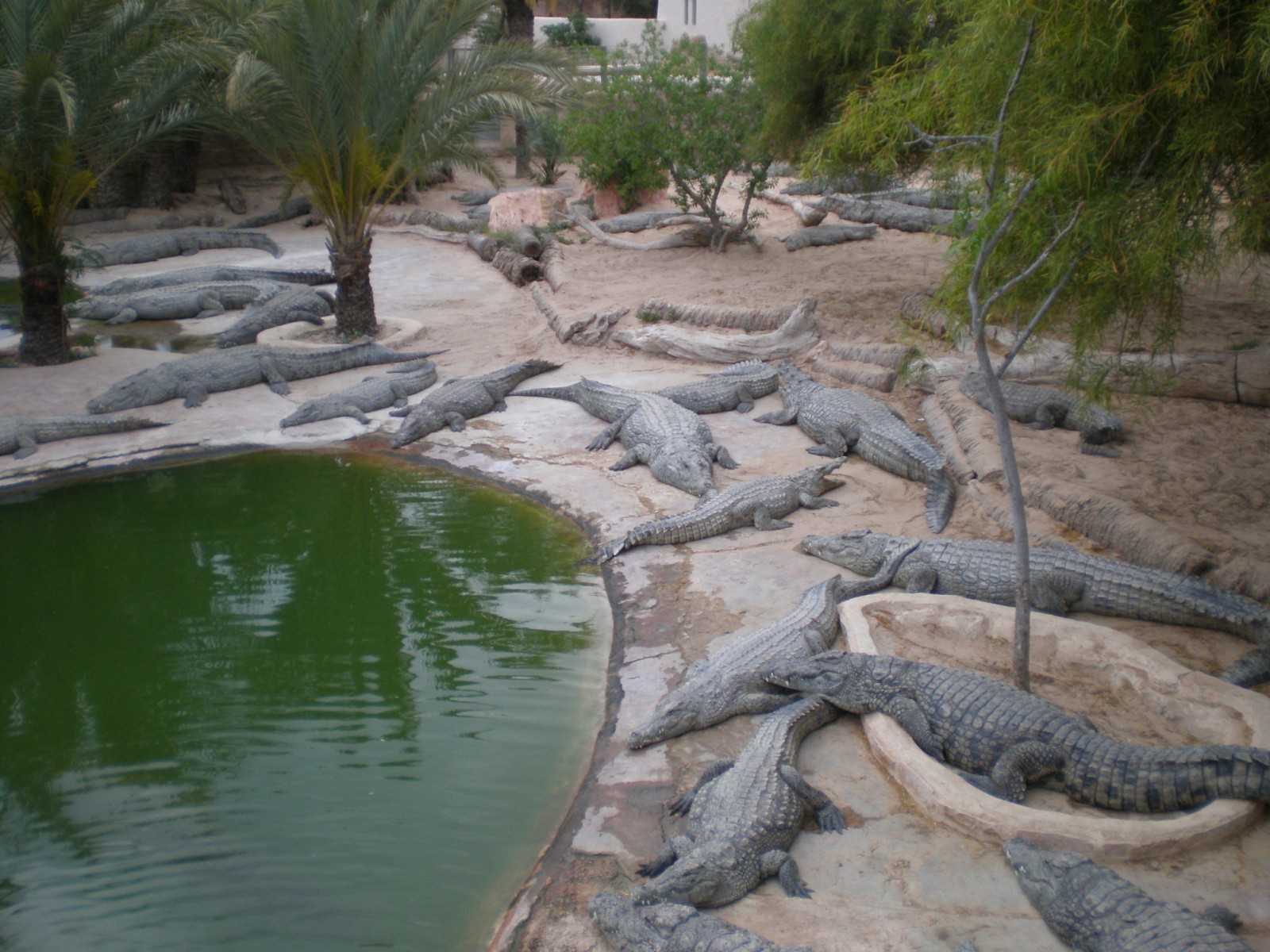 Крокодиловая ферма на Джербе