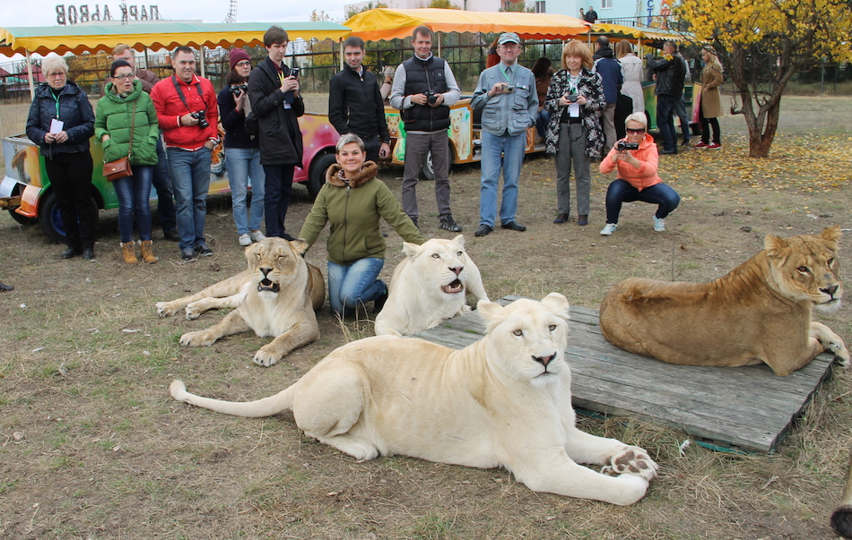 25 журналистов и 45 львов встретились на одной территории