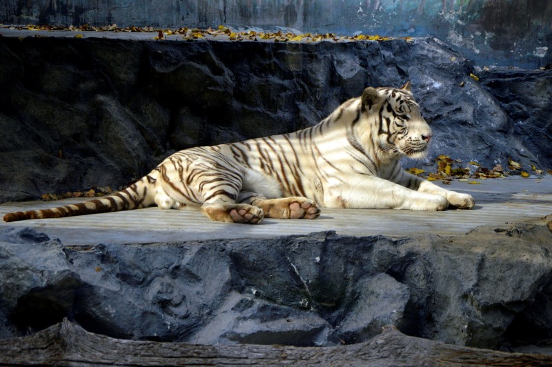 Красавец белый тигр Рагдай, фото Анастасия Супрун