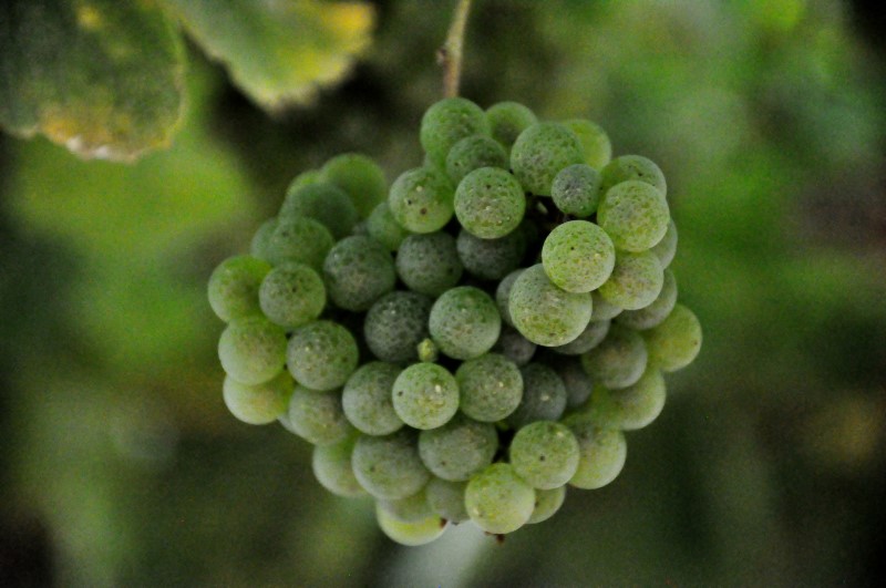 Но и в винограде тут знают толк, фото К.Исааков