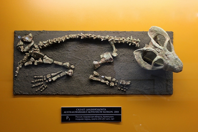 Палеонтологический музей в Котельниче, © Е.Веденьев